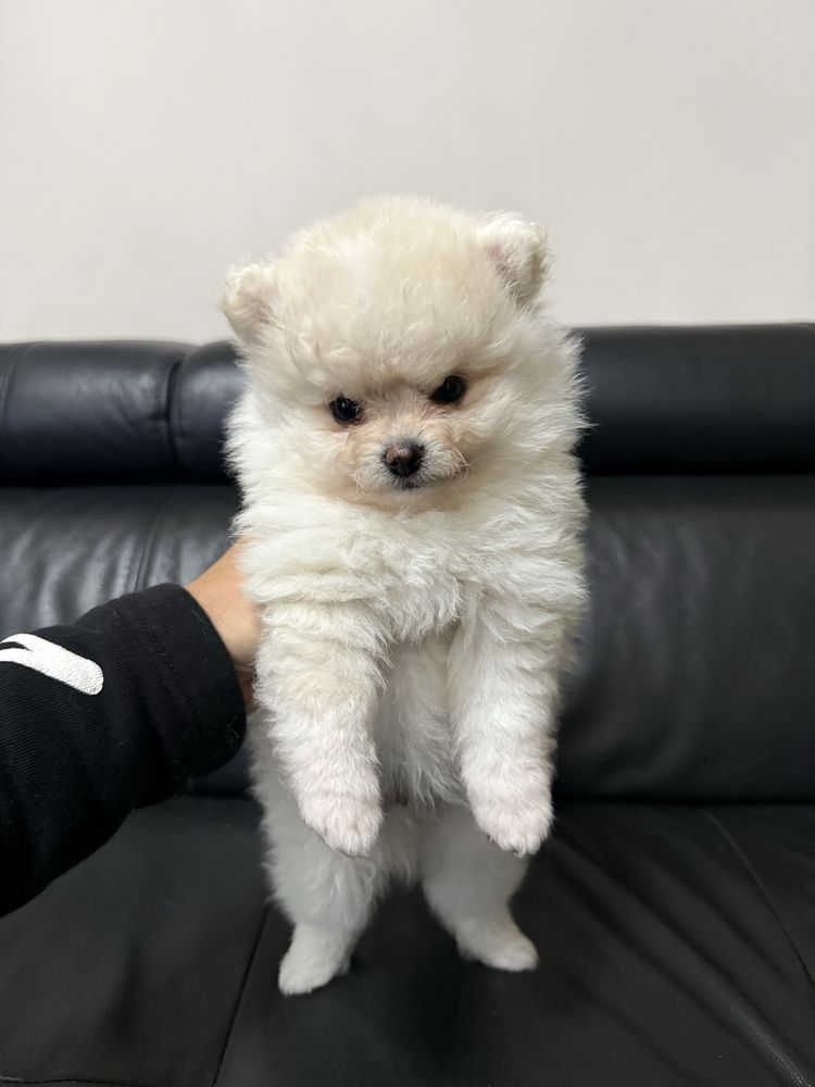 Szpic miniaturowy pomeranian suczka, samiec