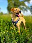 Luluś – rudy, terierowaty przystojniak szuka domu! Adopcja
