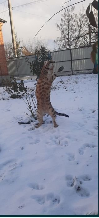 Бенгал. Бенгальский кот. Бесплатно