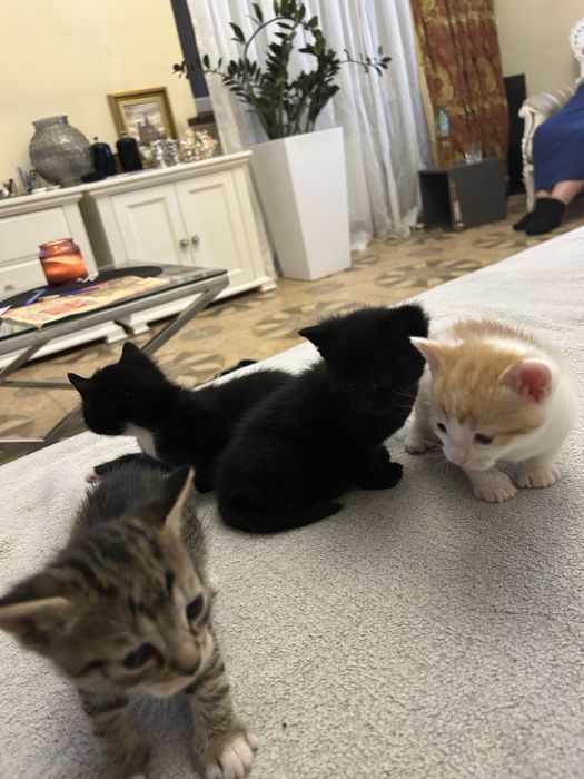 Oddam 3 kotki na kobiec listopada