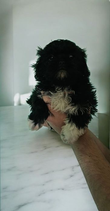 Shih tzu sunia z rodowodem gotowa do odbioru