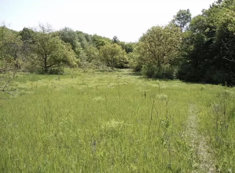 Земельна ділянка ,село Займище, Бориспільський р-н