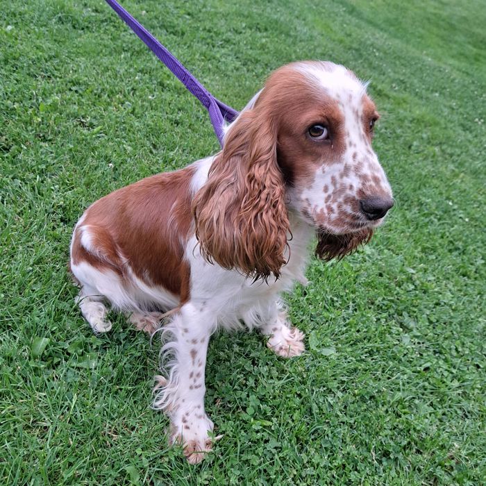 Reproduktor Cockier Spaniela Angielski