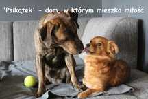 PsiKątek hotelik dla psa / kota, hotel, Petsitter opieka nad psem