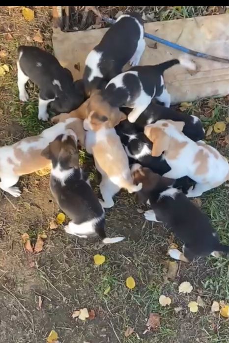 Бигль щенки мальчики и девочки