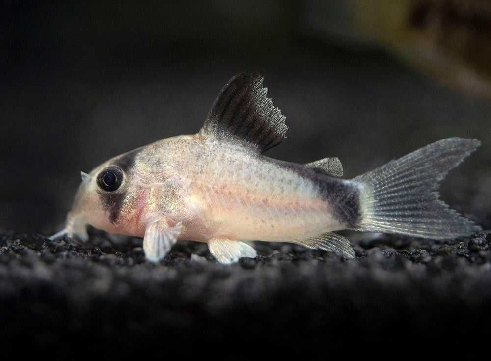 Kirysek kolumbijski - Corydoras metae - Kirys - dowóz, wysyłka