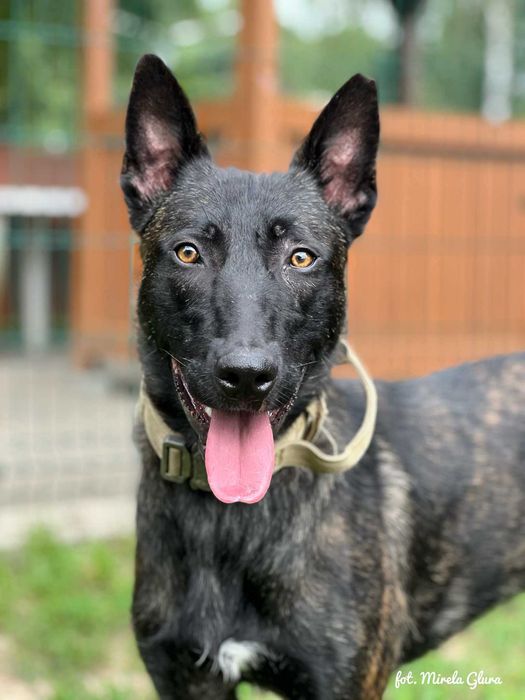 Inteligentny i aktywny Asgard w typie owczarka holenderskiego - 301/25