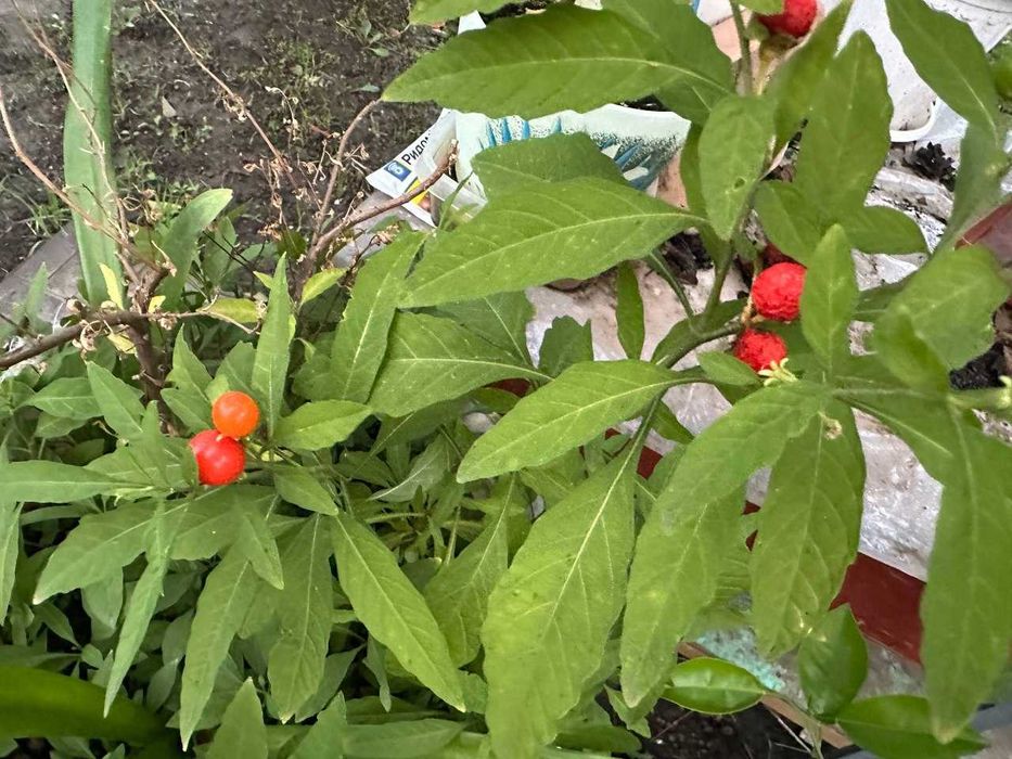 Іеруалимска вишня або пасльон