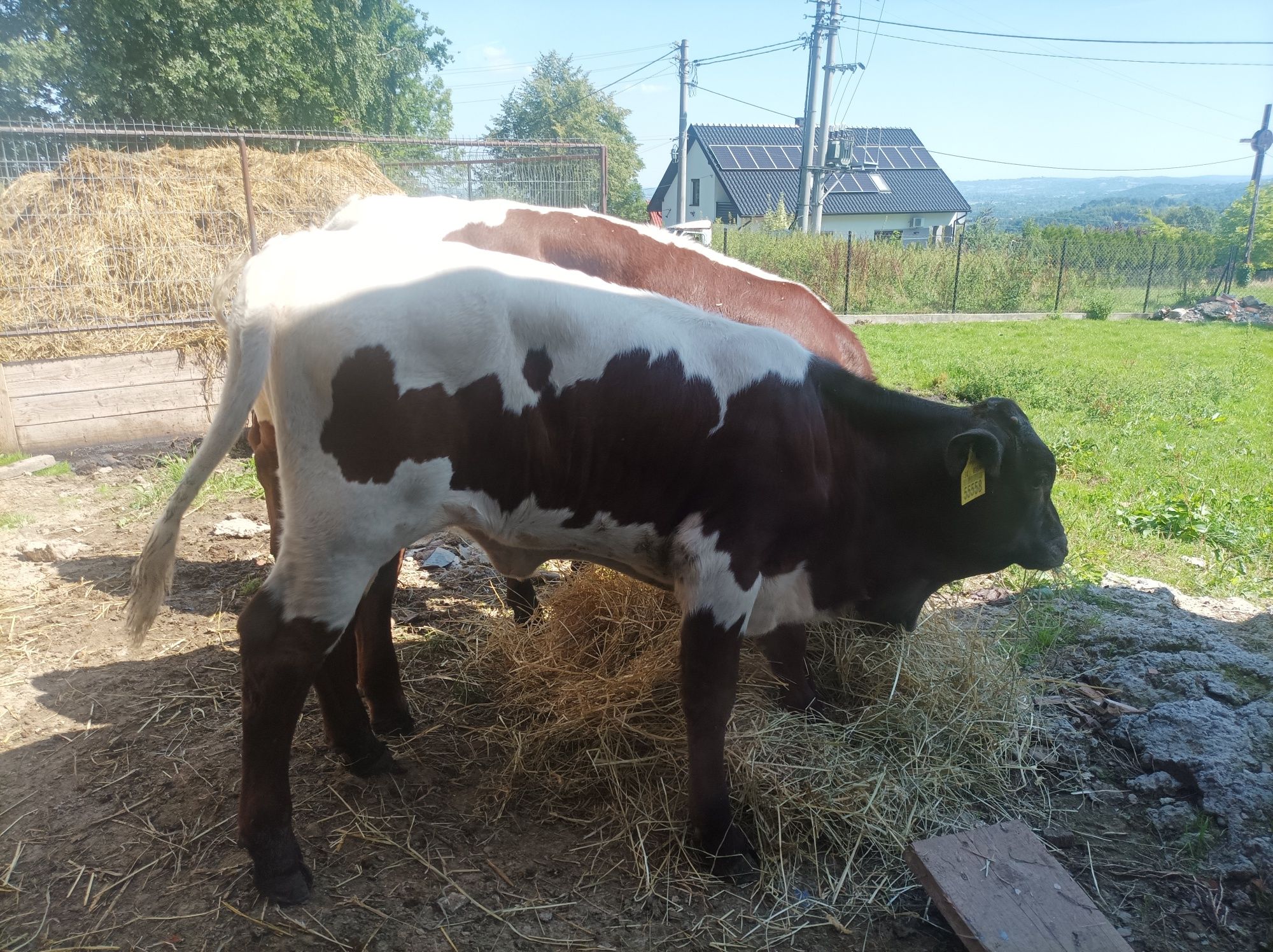 Jałówki 140kg że Słowacji