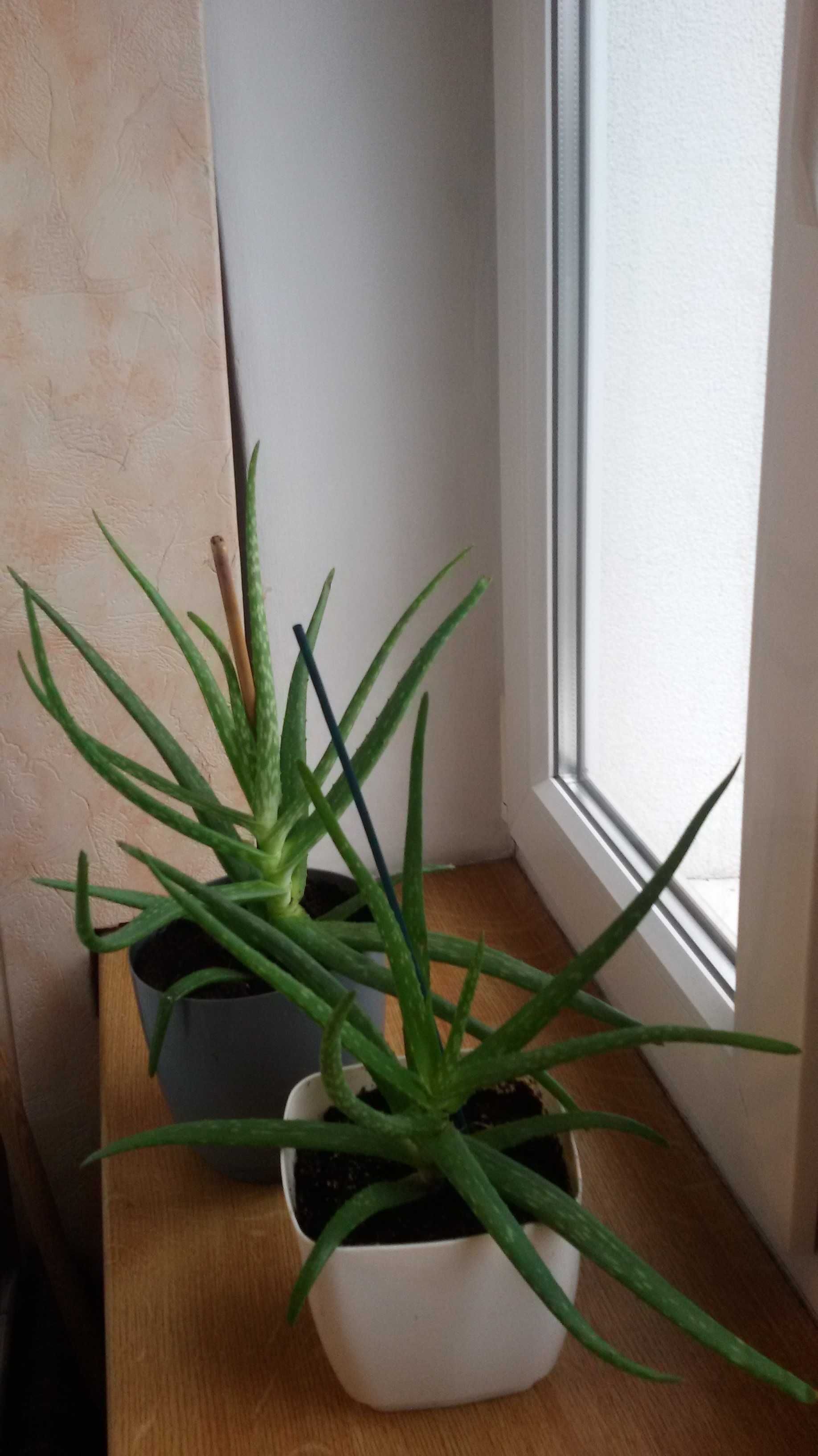 Aloes leczniczy roślina doniczkowa, 2 szt.