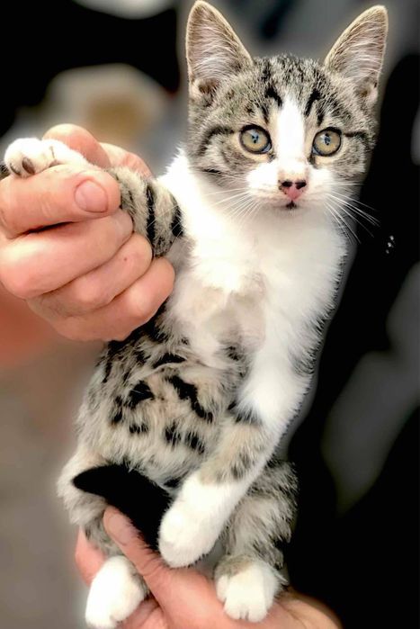 Котики в добрі руки