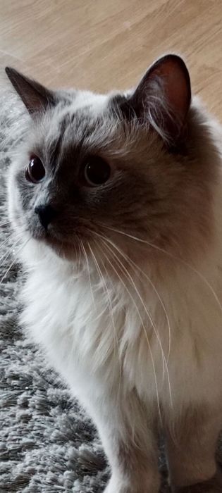 Śliczna kociczka ragdoll