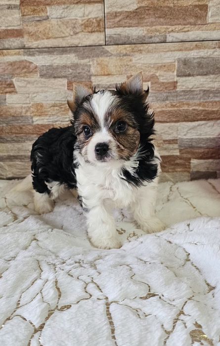 Yorkshire Terrier Biewer cudna  sunia york