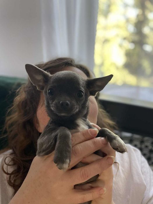 Chihuahua piękna suczka niebieska