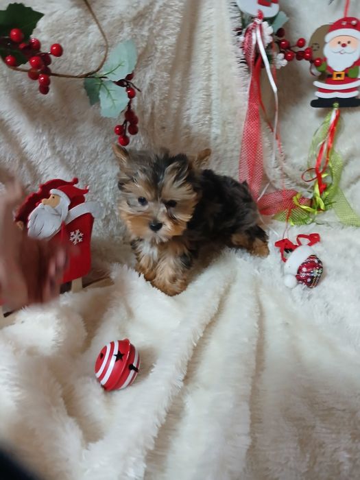 Biewer Terrier Macho Miniatura Criadora Registada PT 3088 FL