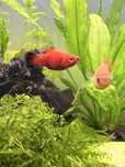Vendo peixes Platys