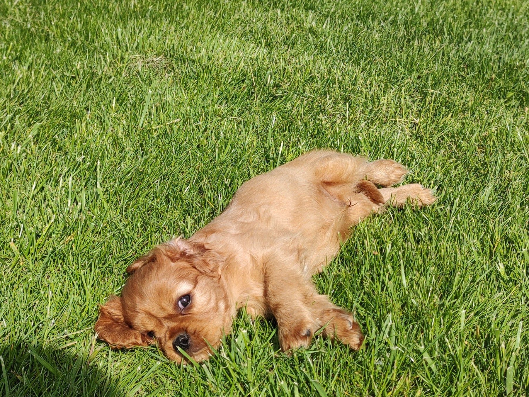 Cavalier King Charles Spaniel suczka Ruby