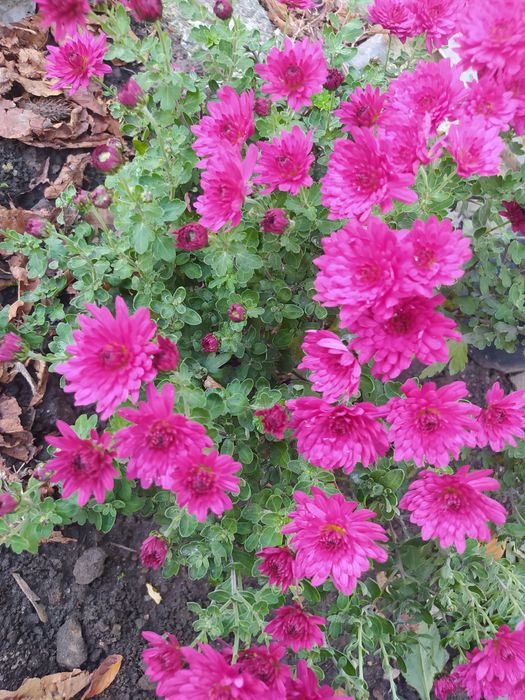 Продам хризантеми