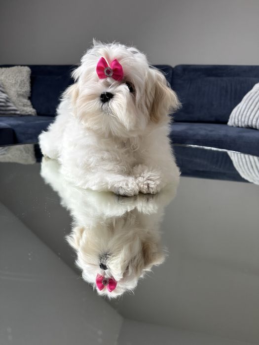 Suczka maltańczyk ZKwP FCI