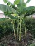 Planta Bananeira