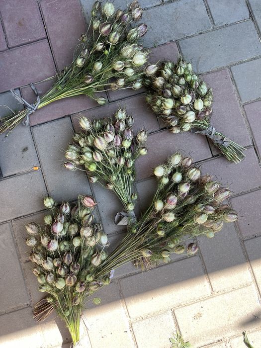 Сухоцвіти, для флористів, пшениця, овес, жито, ячмінь, фаляріс