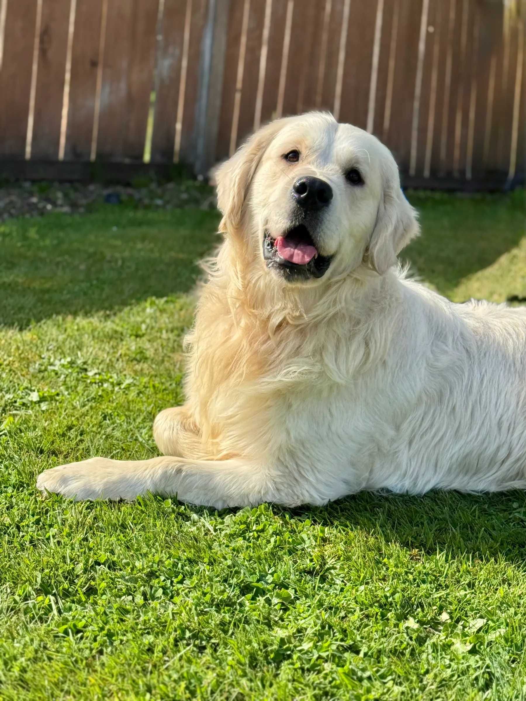 golden retriever