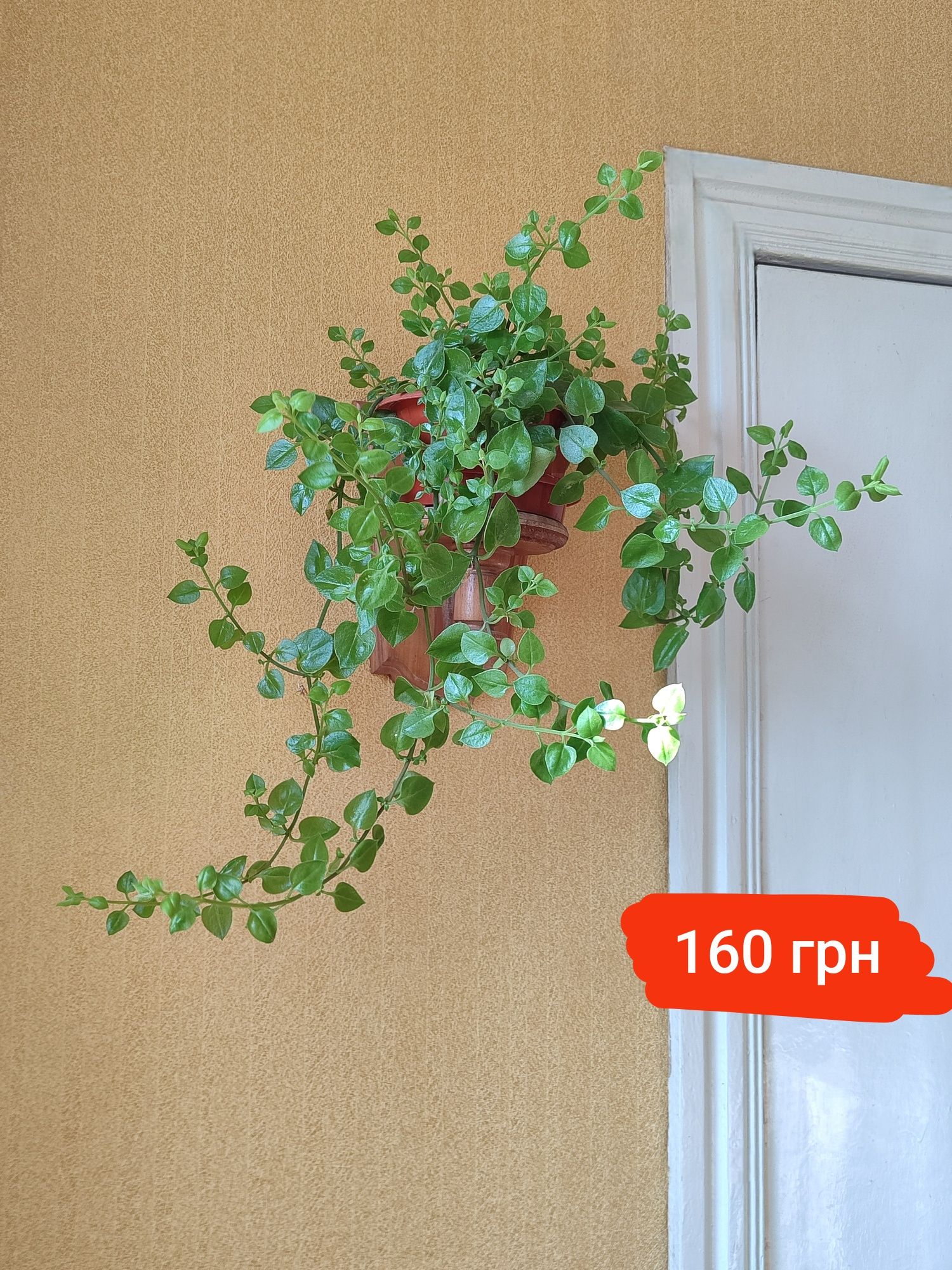 Кімнатні квіти, Лілія, Сциндапсус pictus, Педілантус, комнатные цветы