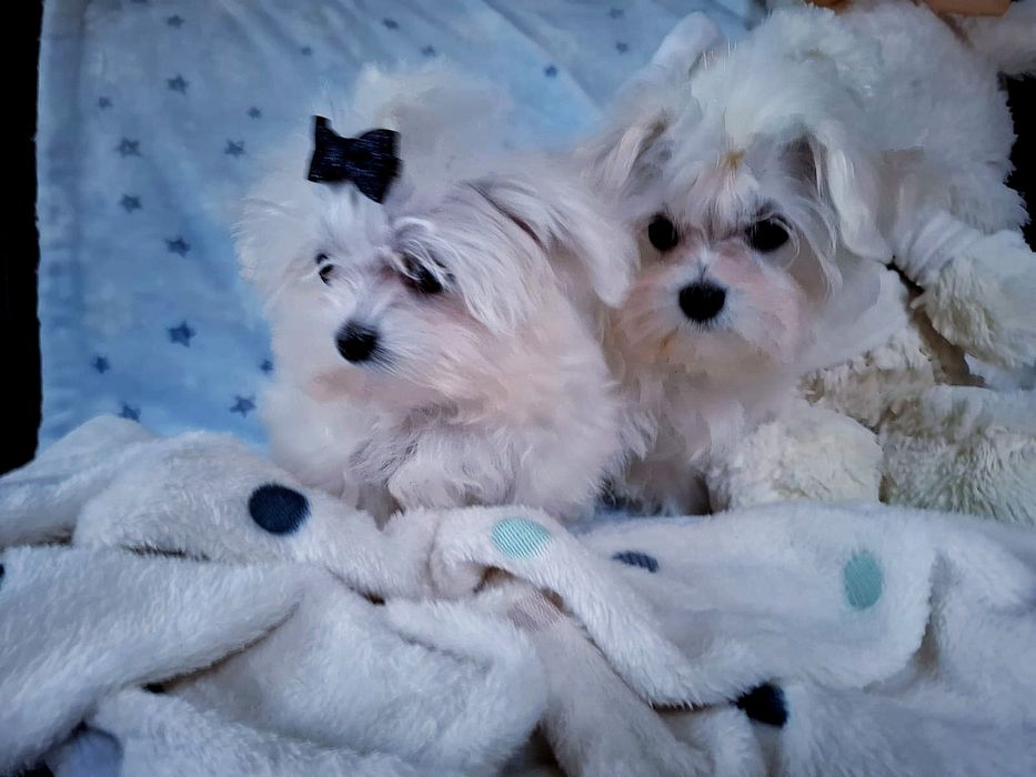 Maltańczyk wyjątkowy śliczny piesek