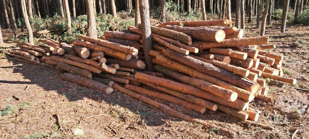 Sprzedam Drzewo Sosnowe Opałowe