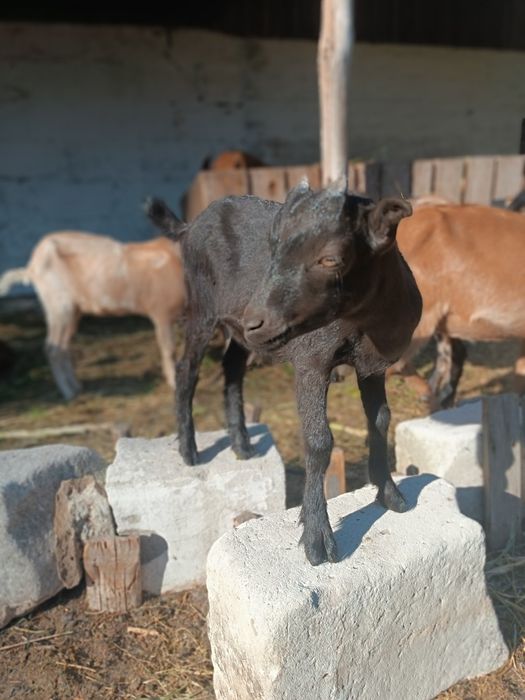 Продам двох козочок від альпійської кози