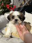 Shih tzu piesek tricolor