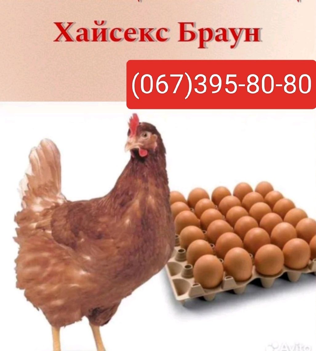 Кури,підросток велий вибір