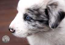 Blue Merle piesek Border Collie -badania rodziców