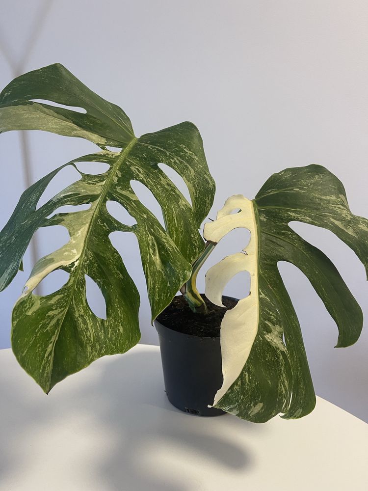 Planta   Monstera variagata  albo