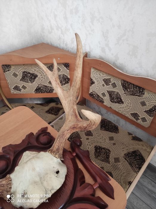 Продам роги оленя та лося.