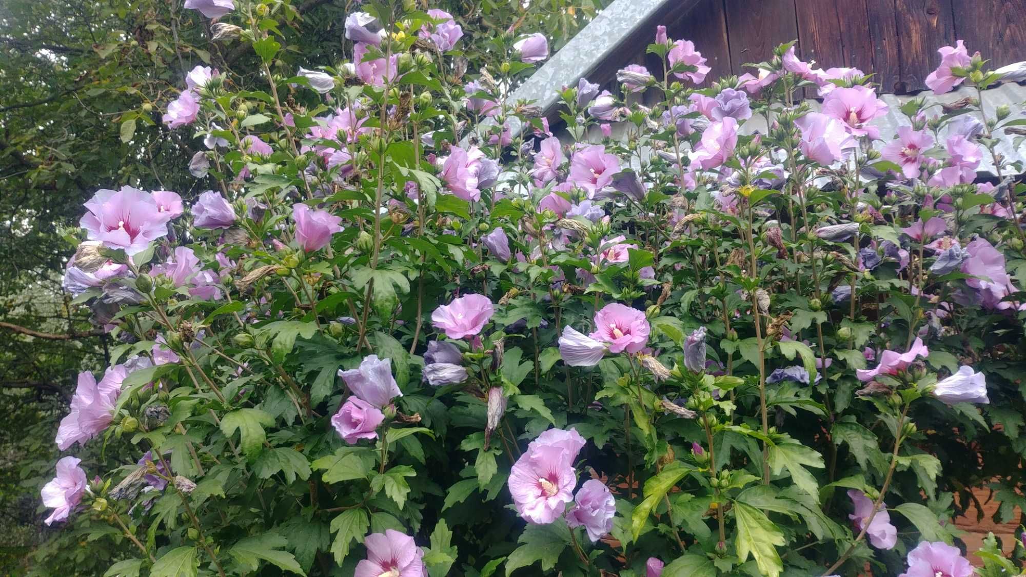 Hibiskus - Ketmia syryjska sadz. 3,5 - 4 l.