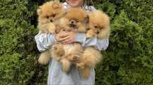 Szpic miniaturowy Pomeranian FCI , BOO