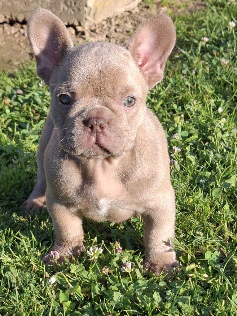 Buldog francuski Isabella