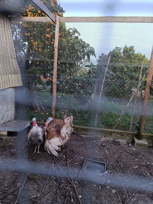 Perús grandes quase a pôr ovos