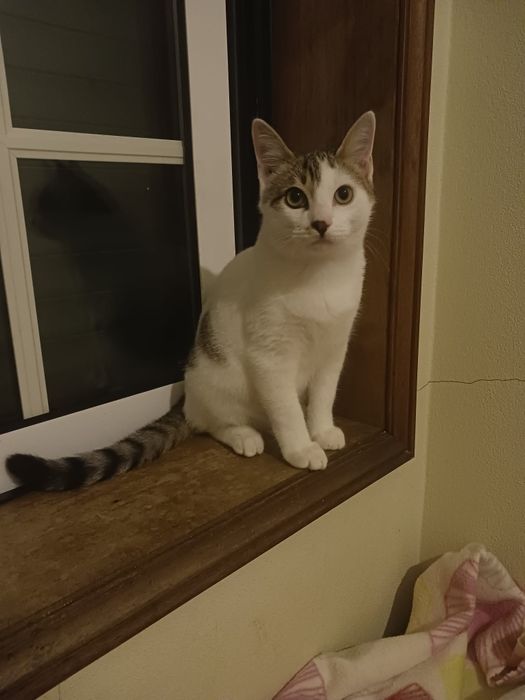 Puma- gatinho jovem (5meses) para adoção responsável
