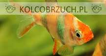 Brzanka sumatrzańska - Puntigrus tetrazona ALBINOS - GOLD - dowóz