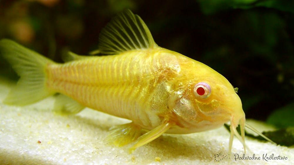 Kirys pstry i albinos