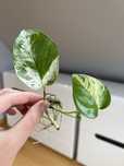 Epipremnum Pinnatum Marble