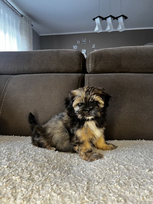 Piękny Piesek Shih Tzu Gotowy Do Odbioru