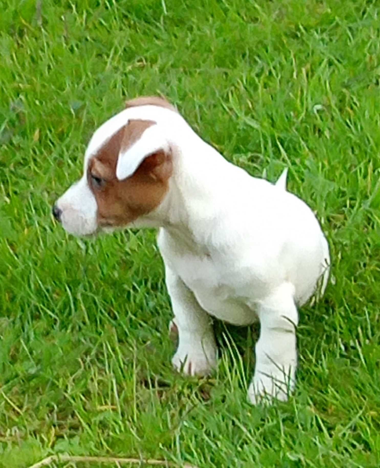 Suczka Jack Russell Terrier