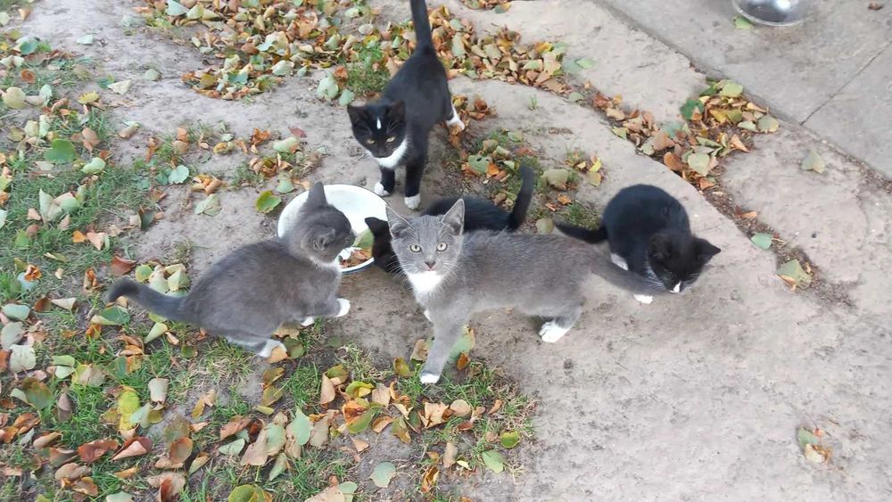 Do oddania małe kotki