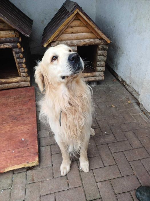 Goldi pies piesek gloden retriever w typie golden retriever szuka domu