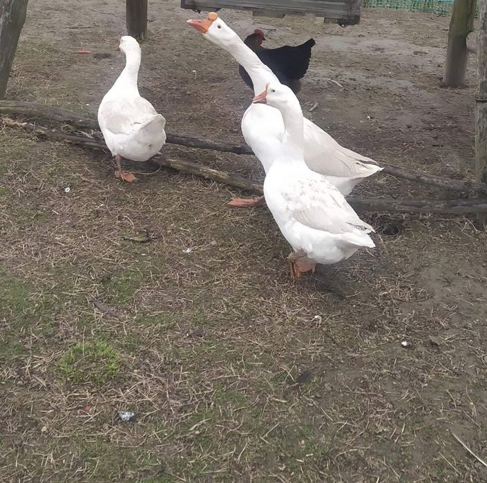 Продам гусі лебеді,та індо качки муларди