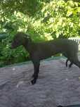 Chart angielski Greyhound szczeniak