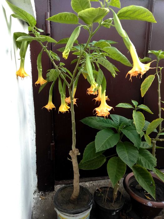 бругмансии махровые розовая оранж деревца черенки